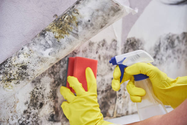 Reliable Fall River, WI Mold Inspection Solutions